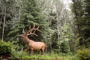 Elk are just one of the animals you may see while in the Canadian Rockies